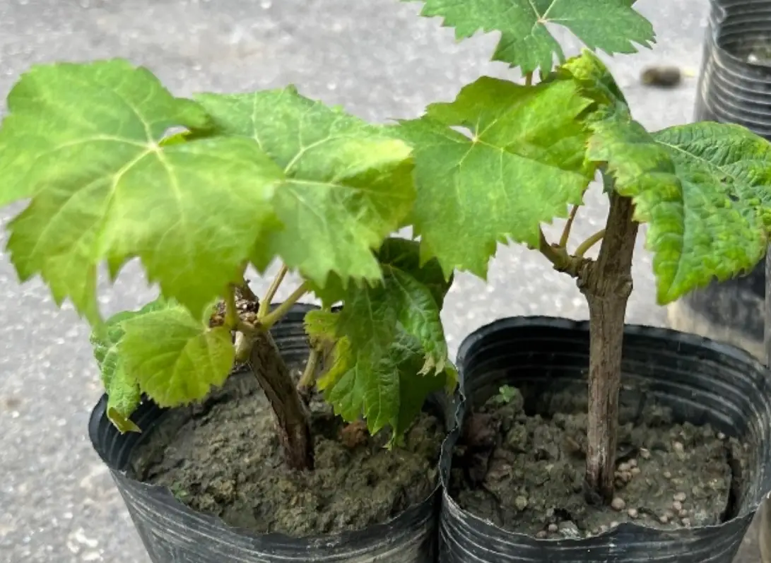 盆栽葡萄栽培方法