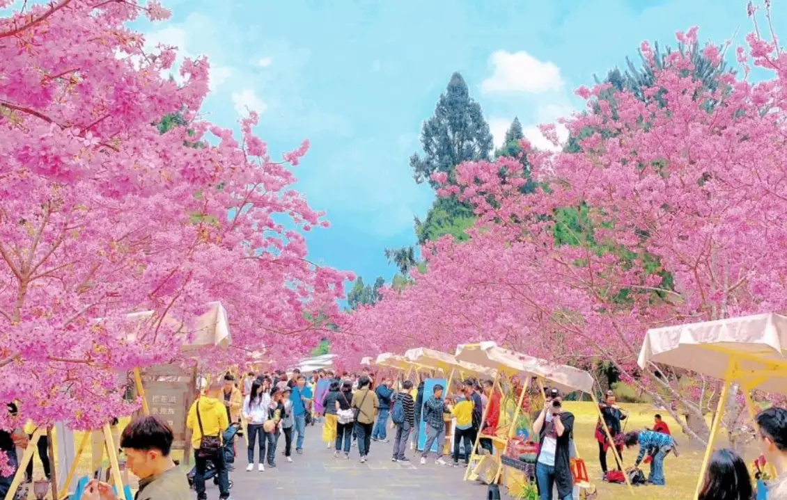 春天赏花景点 春天赏花景点