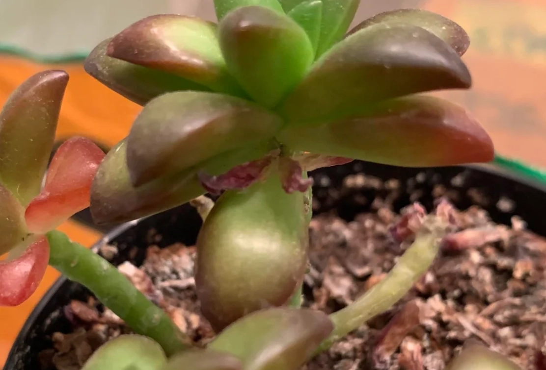 多肉植物換盆方法 多肉植物換盆方法