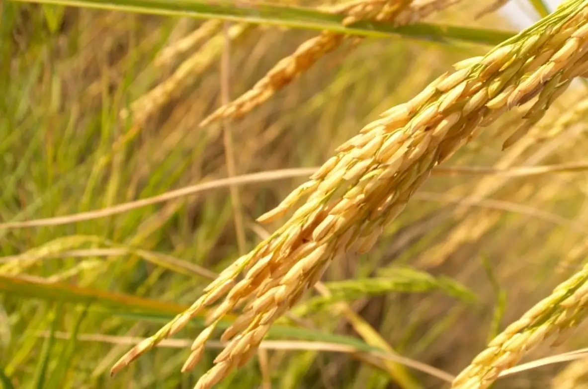 水稻種植 水稻種植