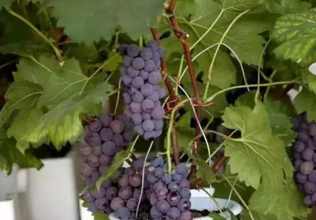 陽台種葡萄