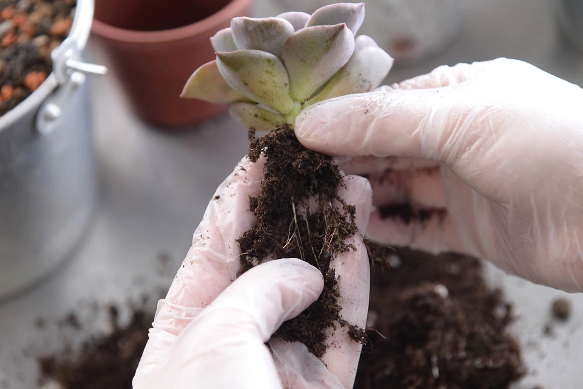 多肉植物換盆指南：步驟圖解與新手必知的常見錯誤