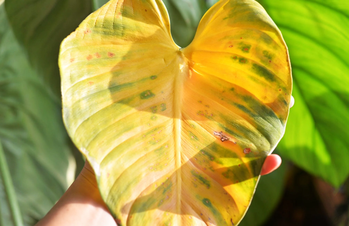 植物葉子變黃原因