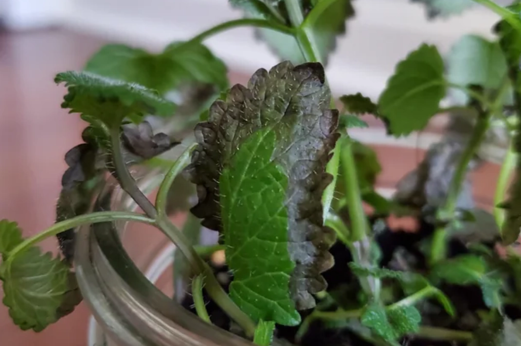 薄荷葉子邊緣變黑