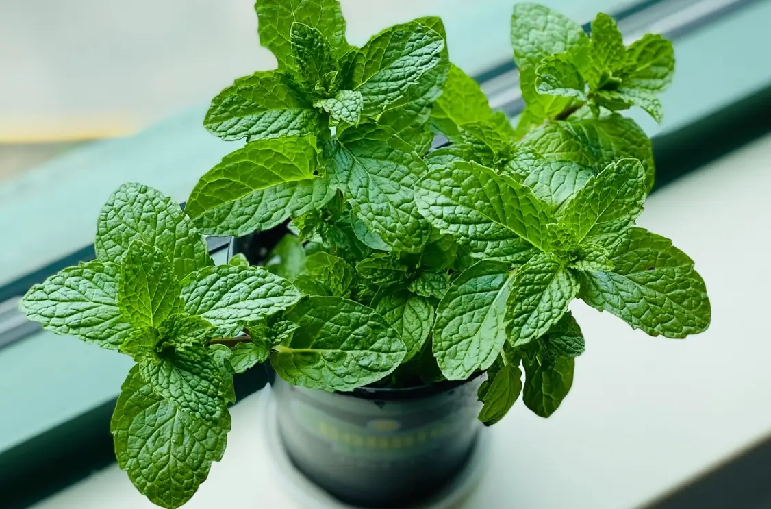 薄荷種植方法