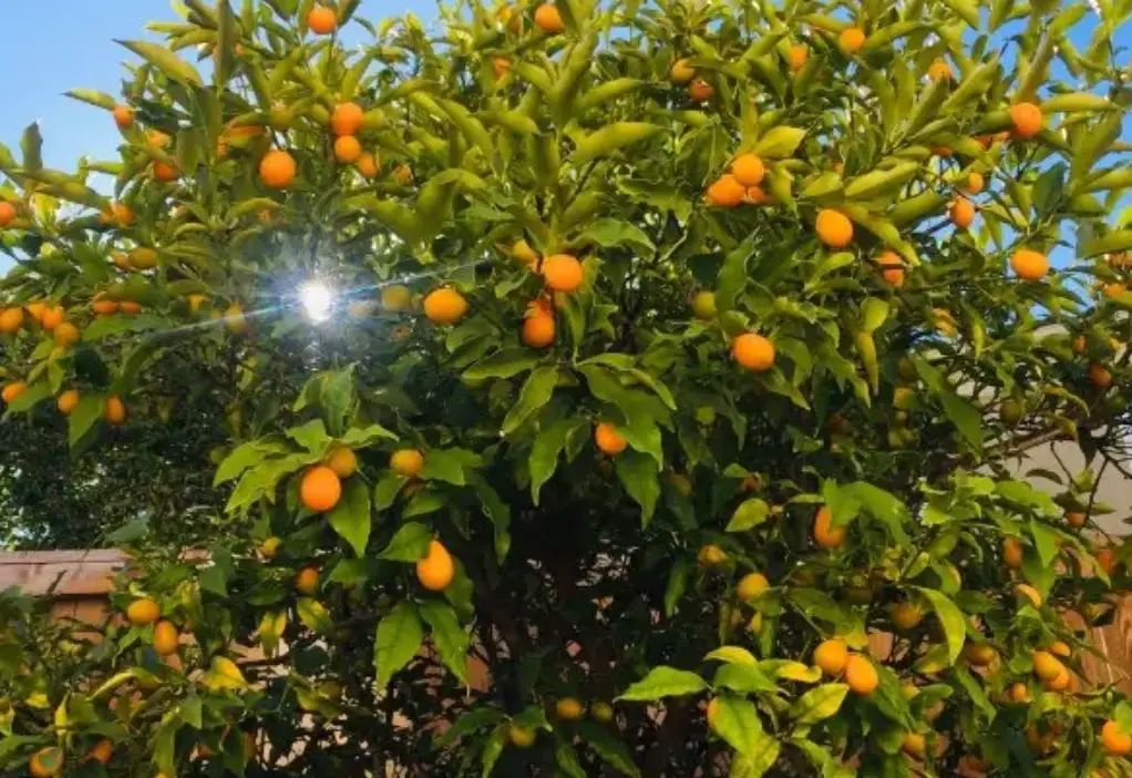 春天開花秋天結果