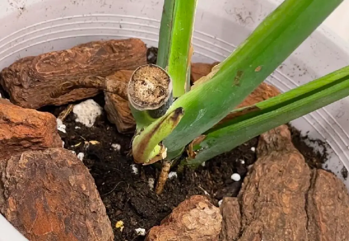 龜背芋傷口處理