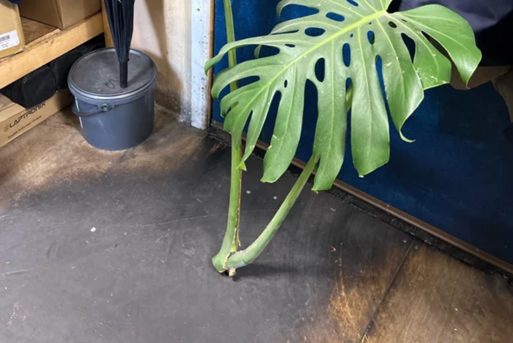 龜背芋分株傷口