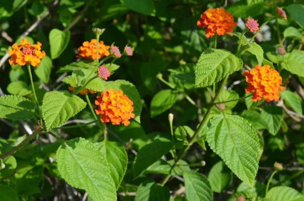 不用照顧的室外植物