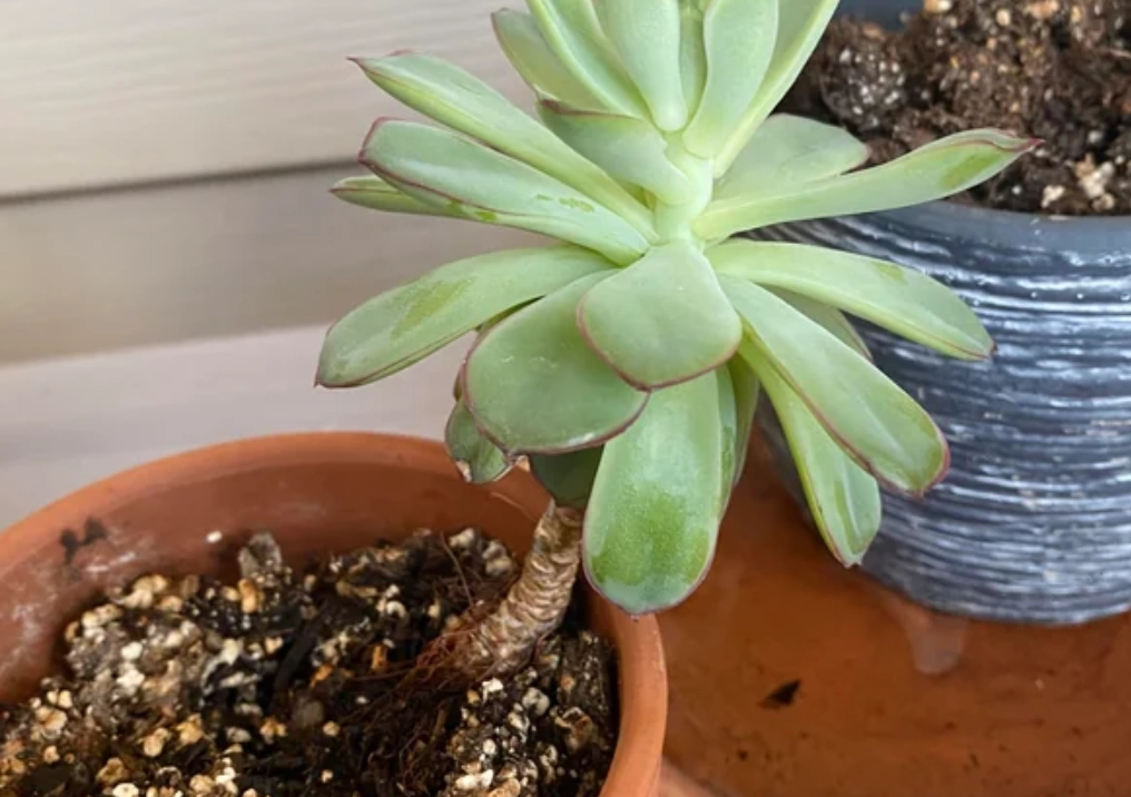 景天科換盆時機 景天科換盆時機