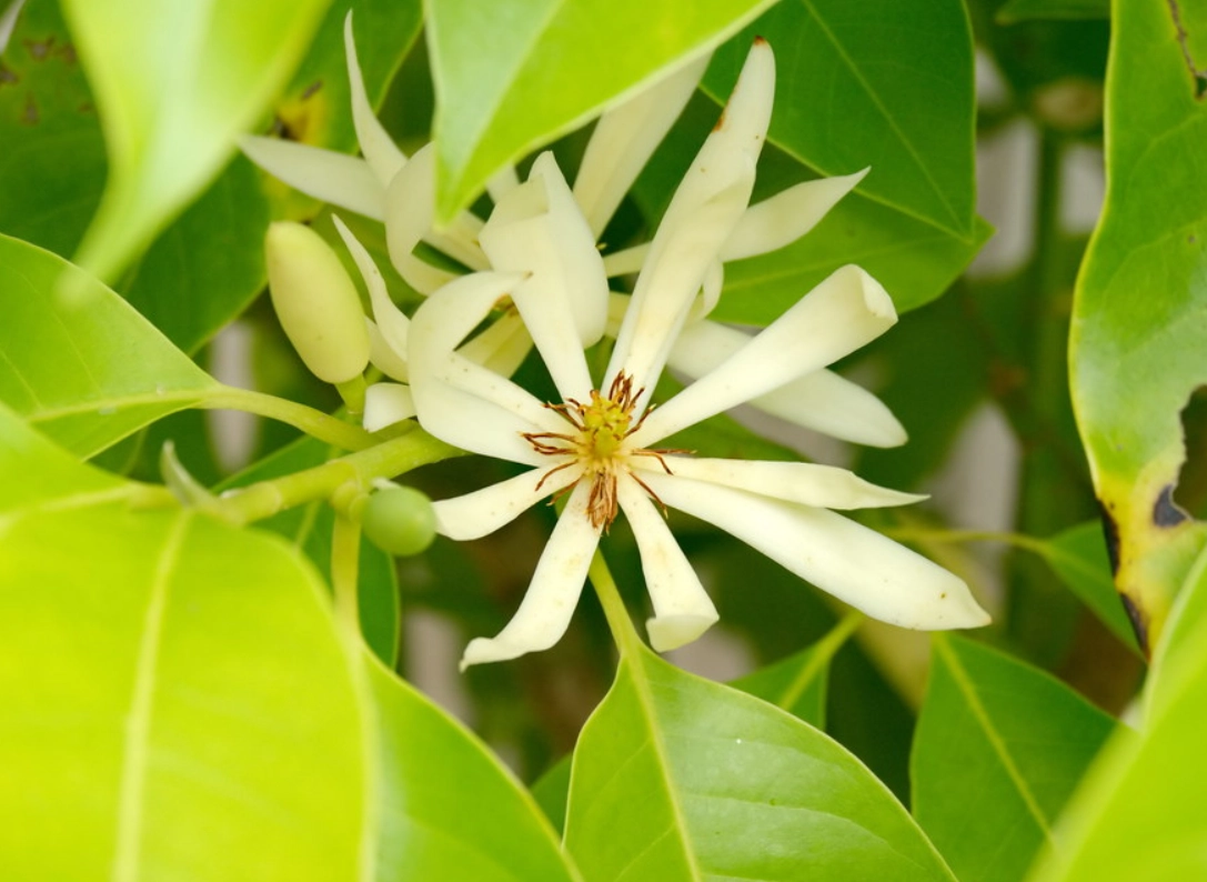 如何促進玉蘭花開花