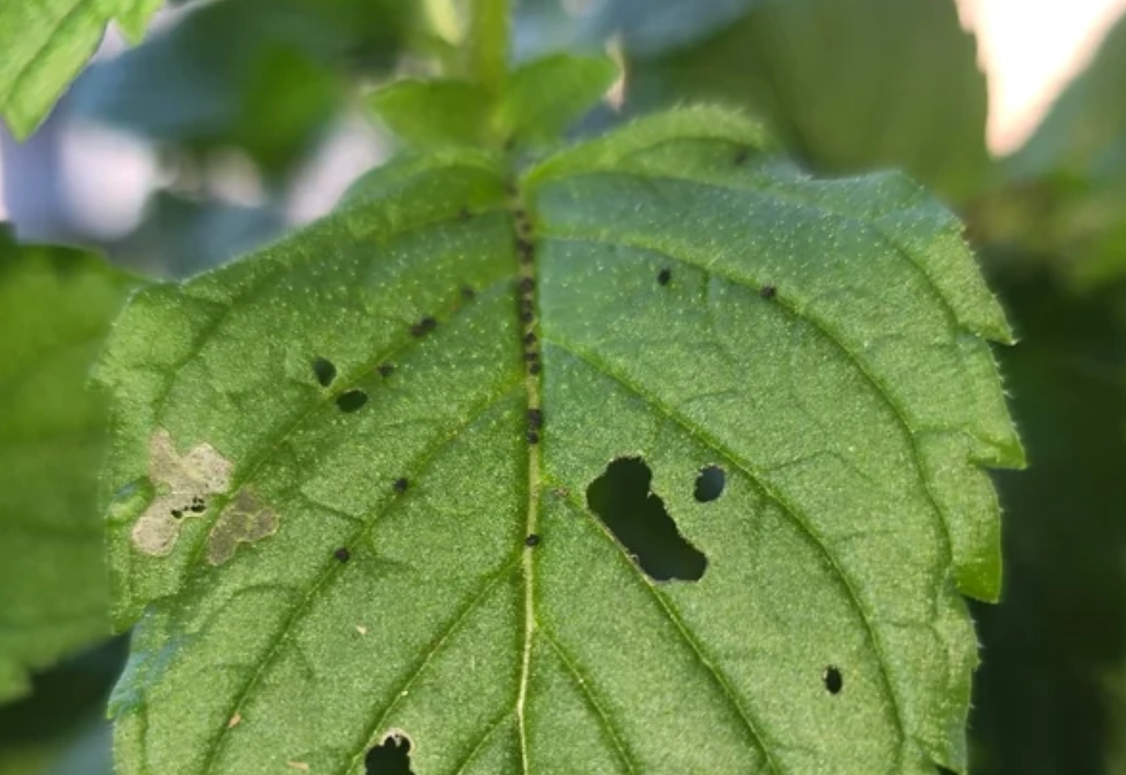 薄荷葉黑點 治療