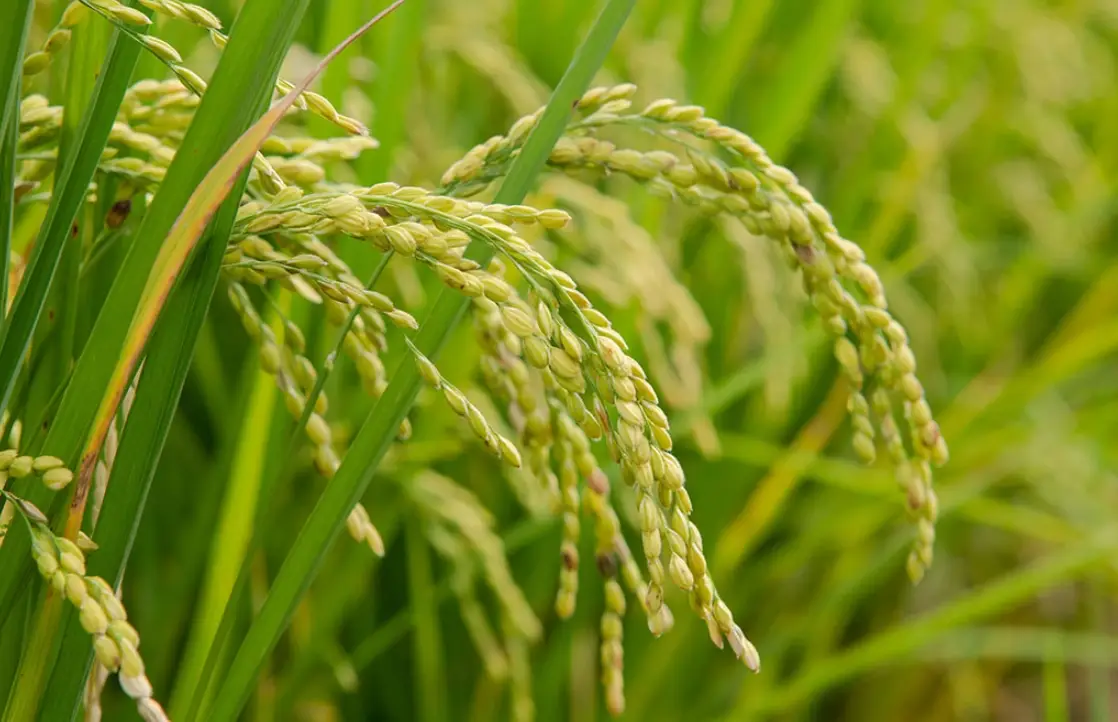 苗栗地區水稻生育積溫度數與生育時期之關係