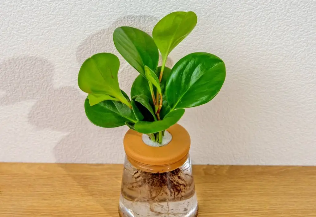 圓葉椒草水培方法