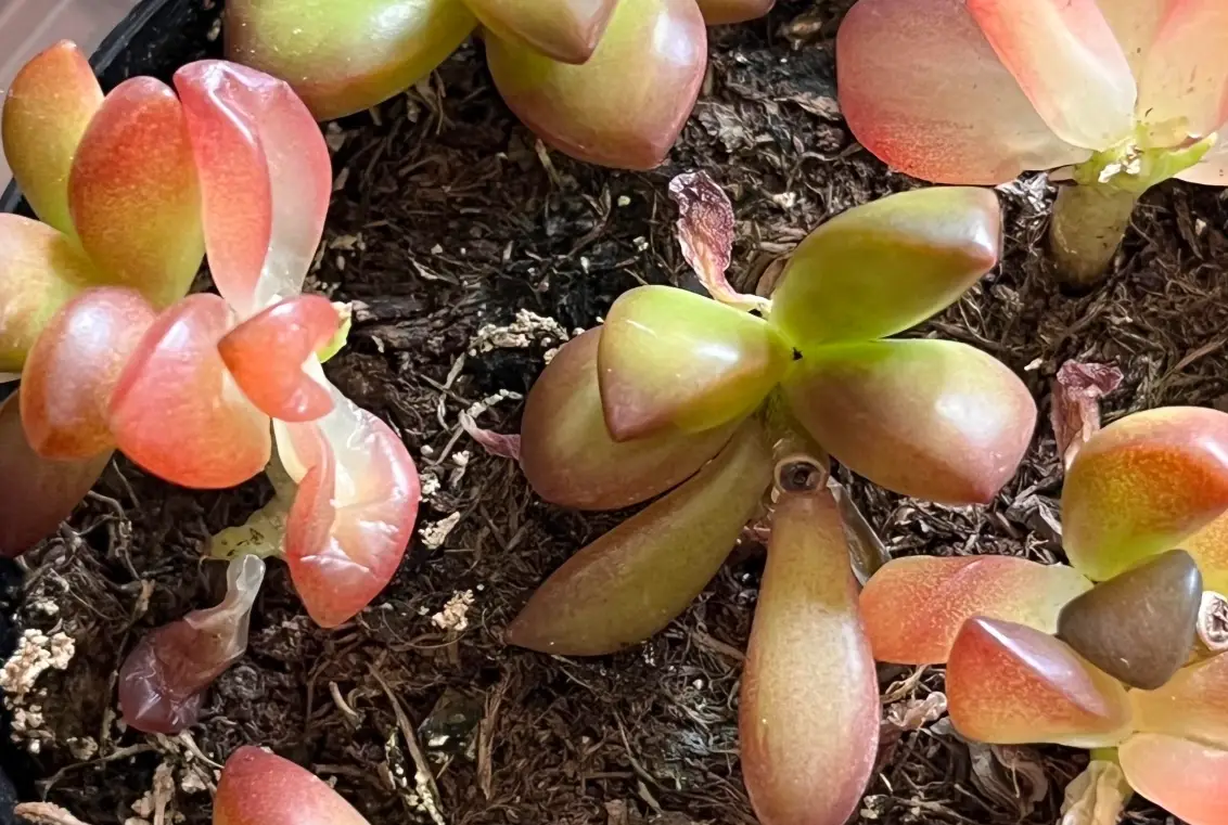 如何幫景天科換盆 如何幫景天科換盆