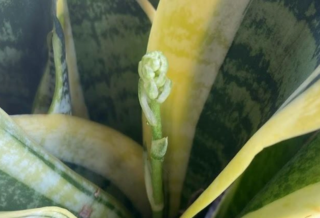 虎尾蘭 開花 照顧 虎尾蘭 開花 照顧