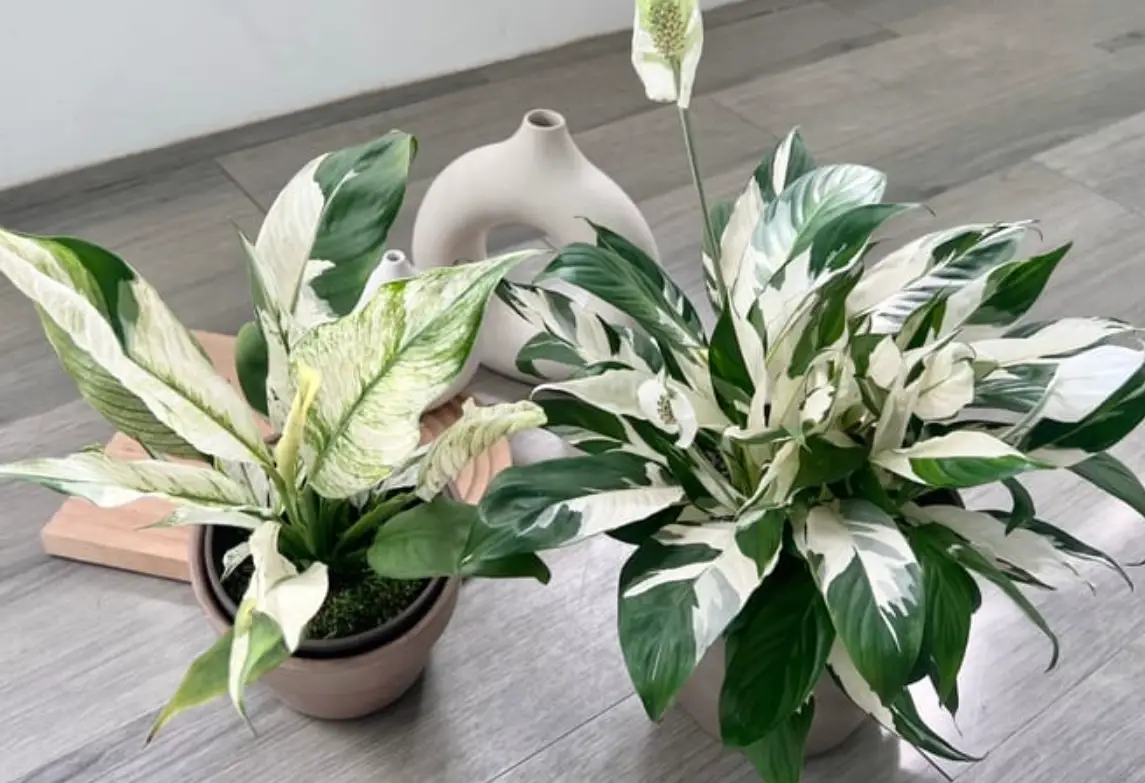 新手觀葉植物推薦