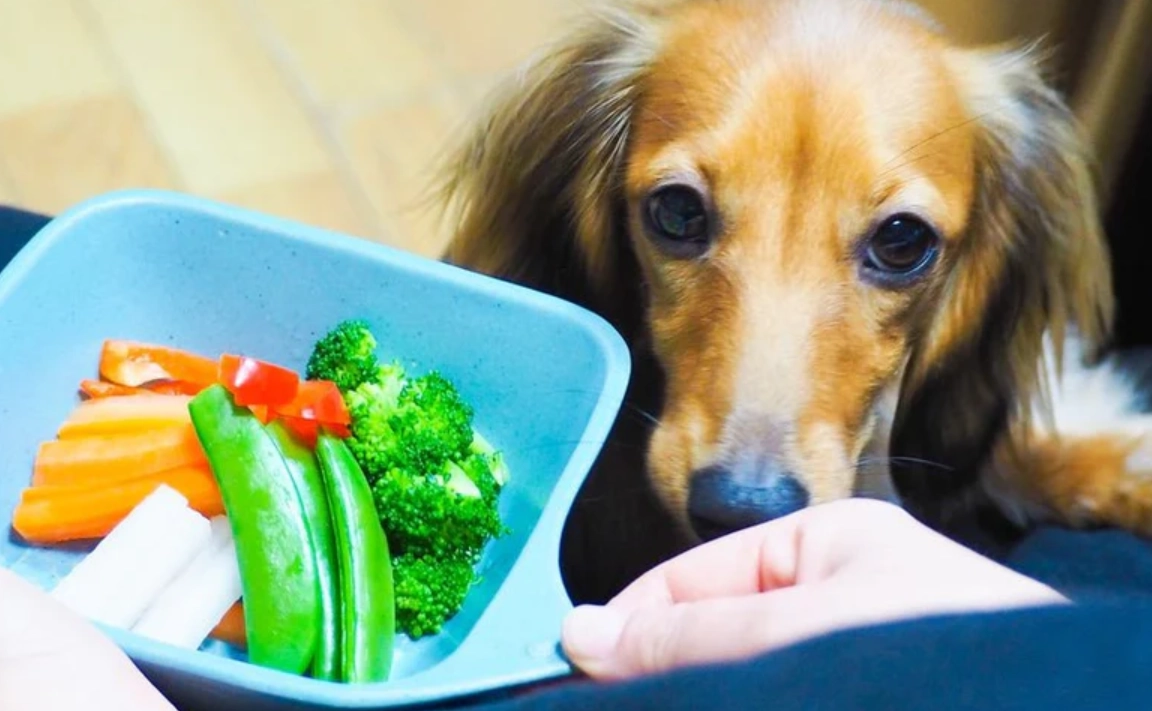 狗狗蔬菜指南：安全清單、餵食技巧與必須避開的地雷