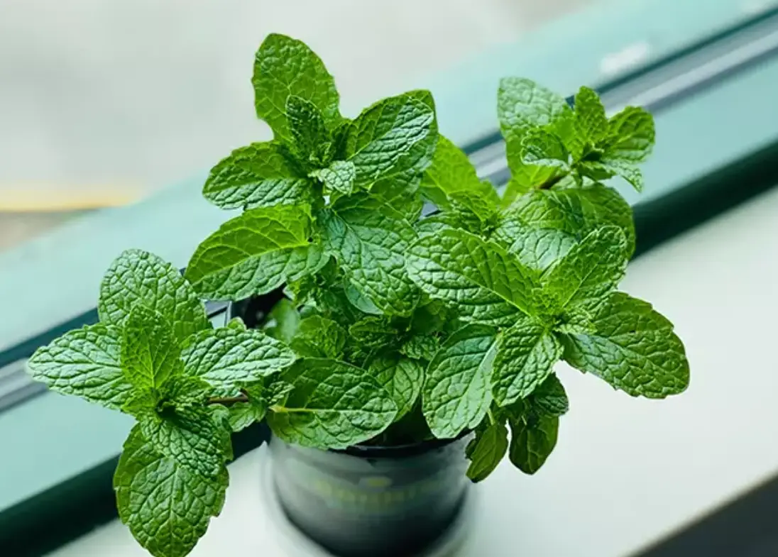 薄荷種植