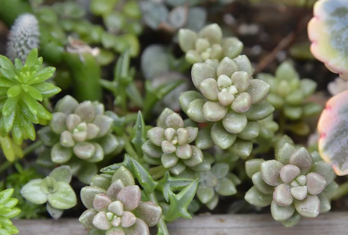 多肉夏天曬傷 多肉夏天曬傷
