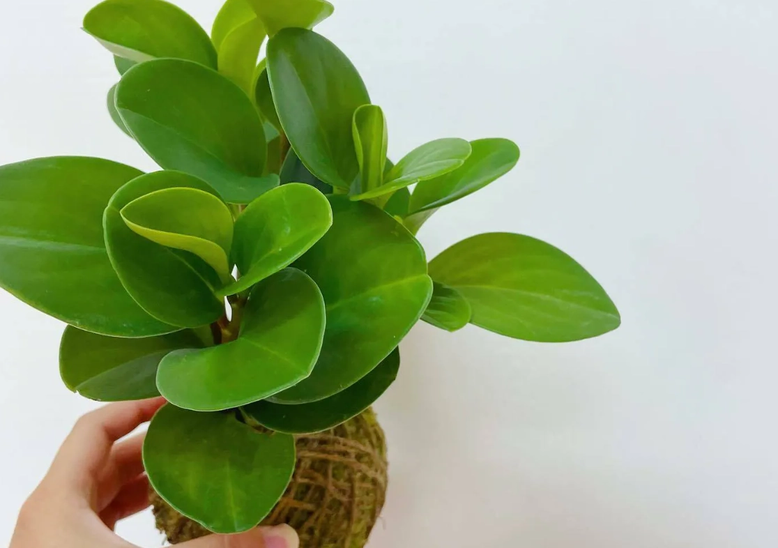 圓葉椒草常見問題