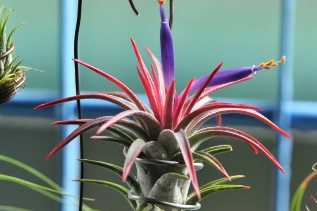 空氣鳳梨開花後處理 空氣鳳梨開花後處理