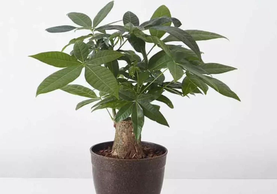 發財樹澆水 發財樹澆水