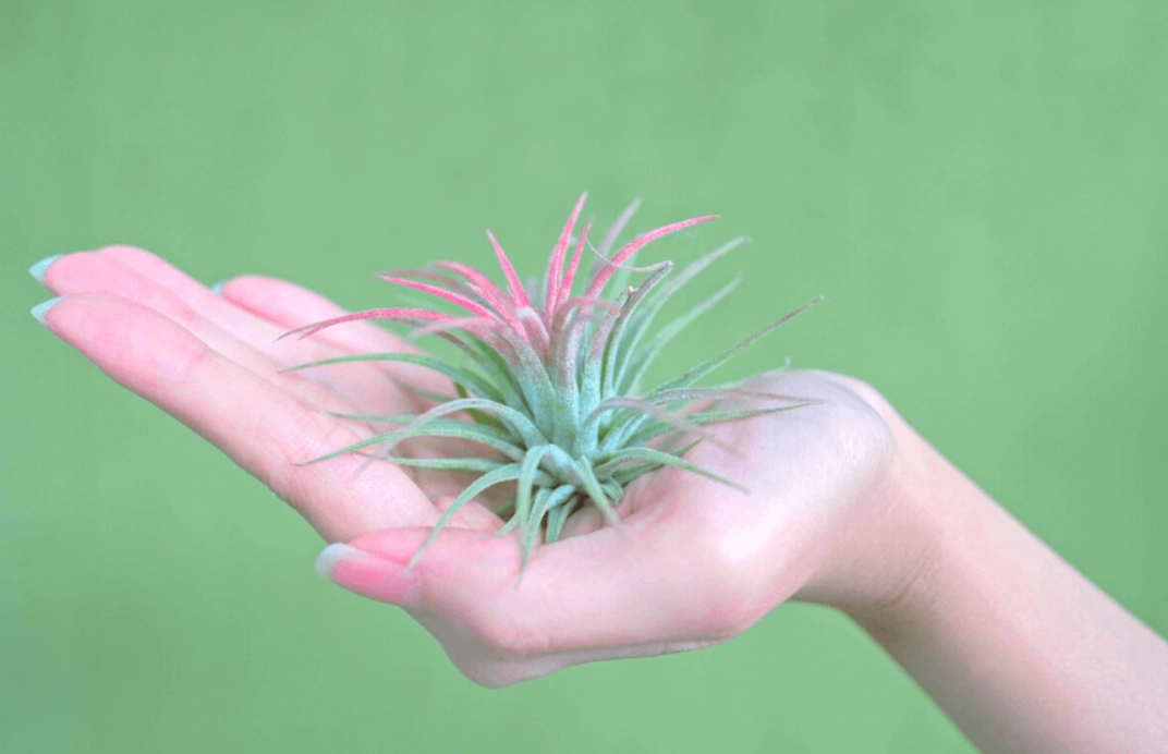 空氣鳳梨 枯葉 處理 空氣鳳梨 枯葉 處理