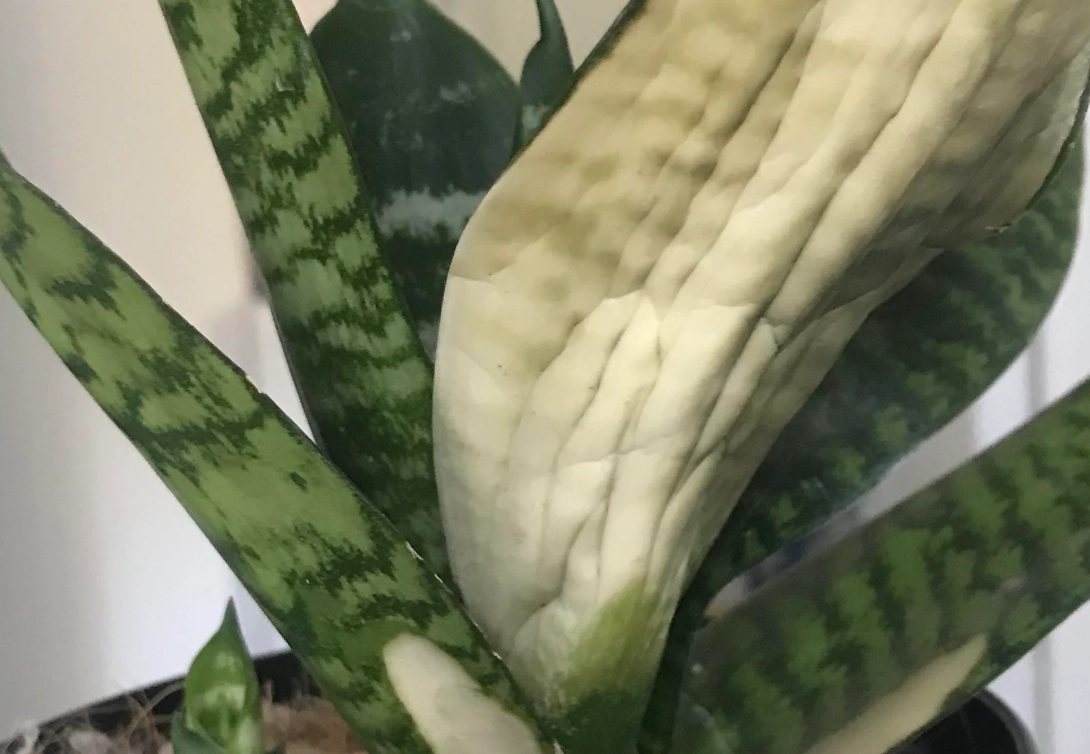 虎尾蘭 曬傷 處理