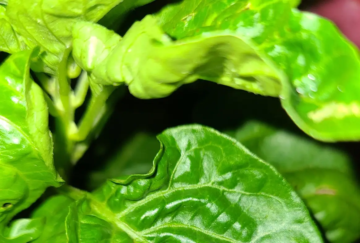 辣椒皺葉病 辣椒皺葉病