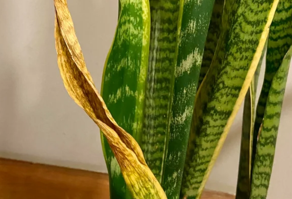 植物 曬傷 復原