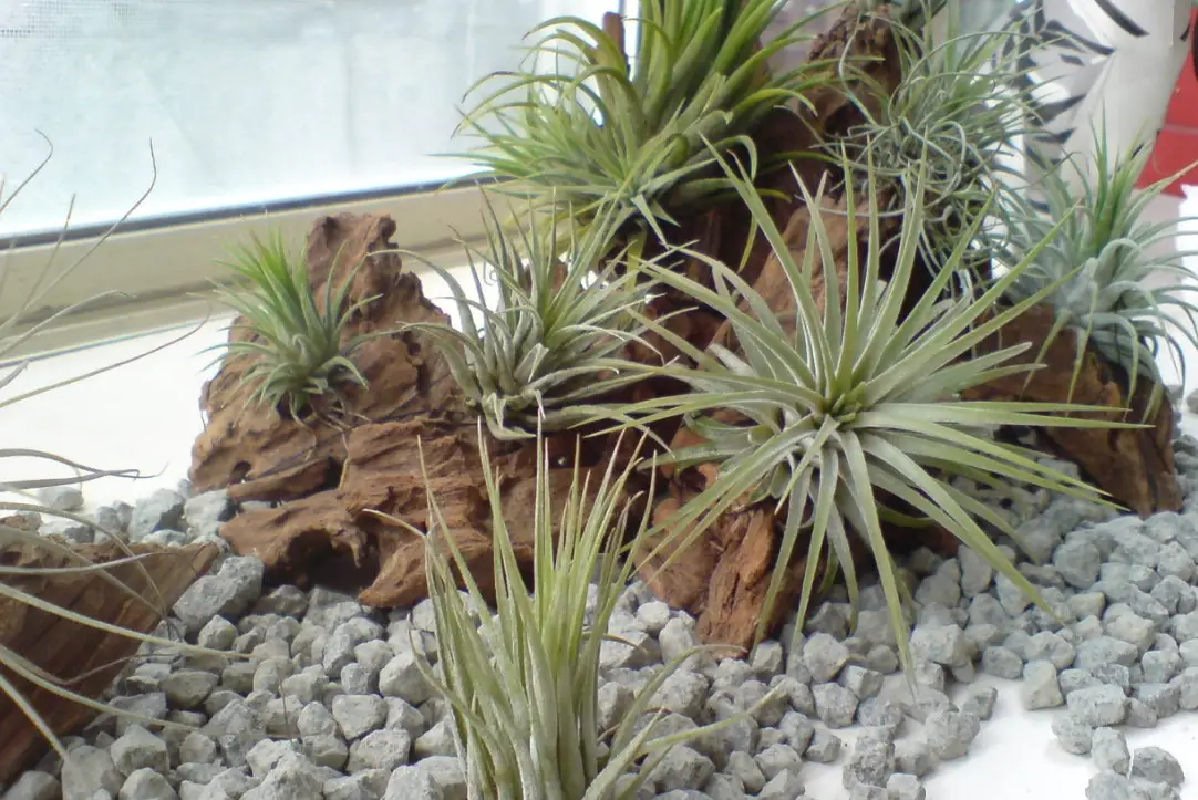 空氣鳳梨 枯葉 處理 空氣鳳梨 枯葉 處理