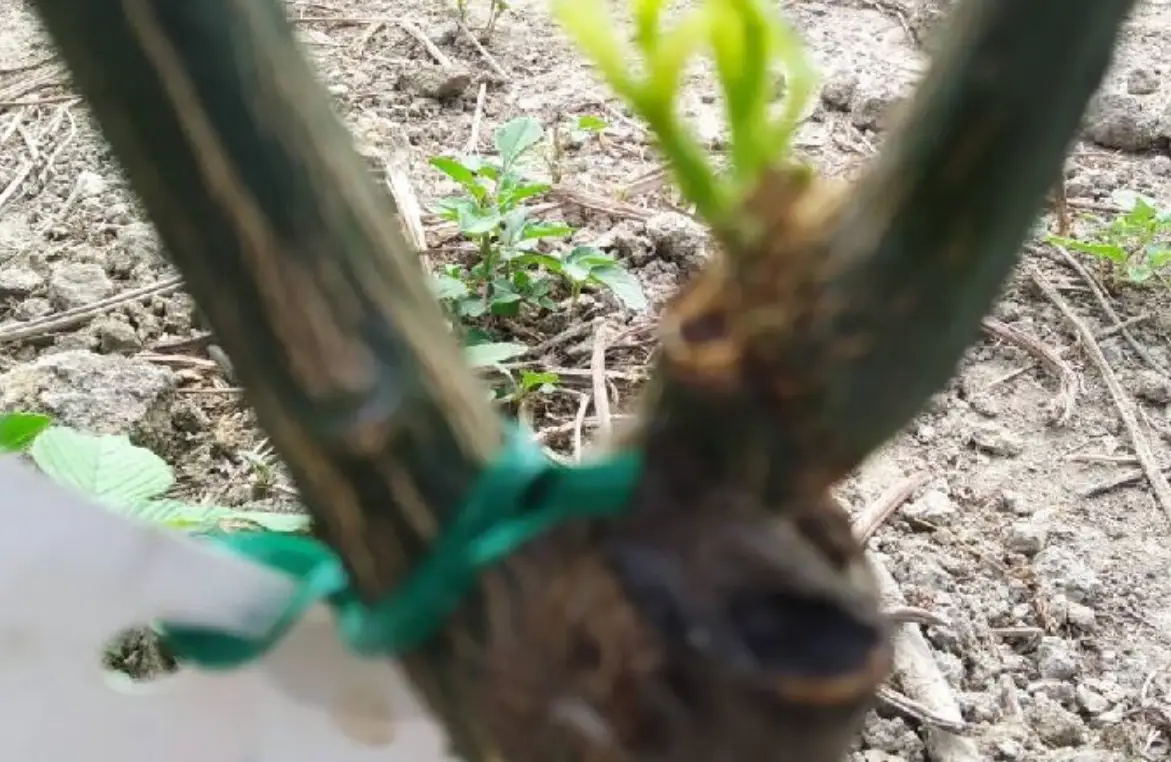 果樹嫁接砧木