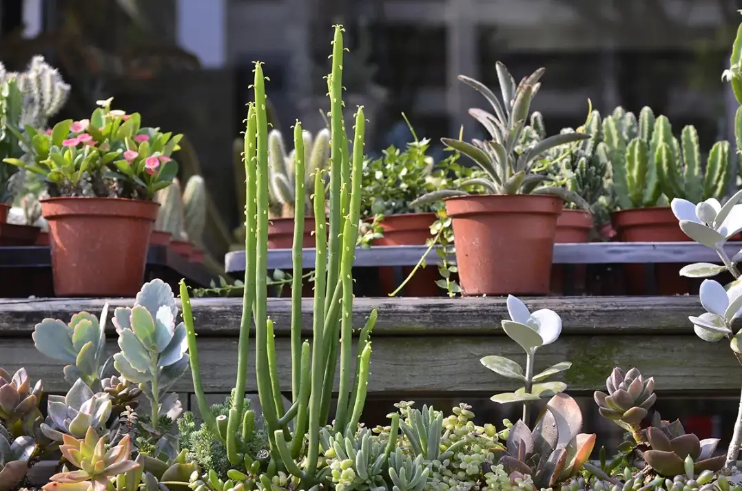 多肉植物夏天日照 多肉植物夏天日照