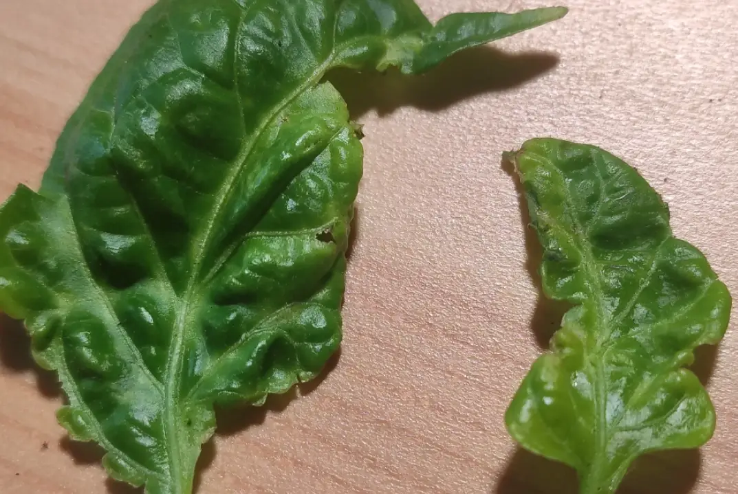 辣椒葉子皺皺解決 辣椒葉子皺皺解決