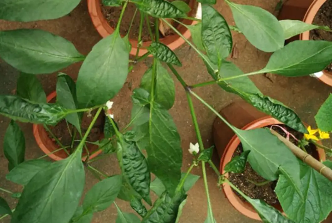 辣椒葉子皺皺解決 辣椒葉子皺皺解決