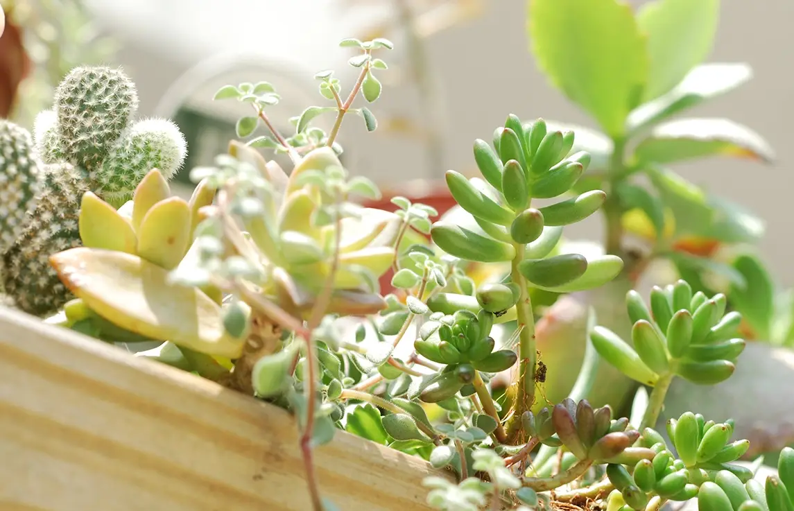 多肉植物夏天日照 多肉植物夏天日照