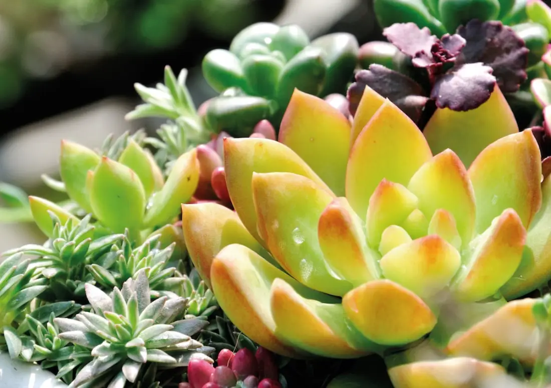 有根的植物 養護 有根的植物 養護