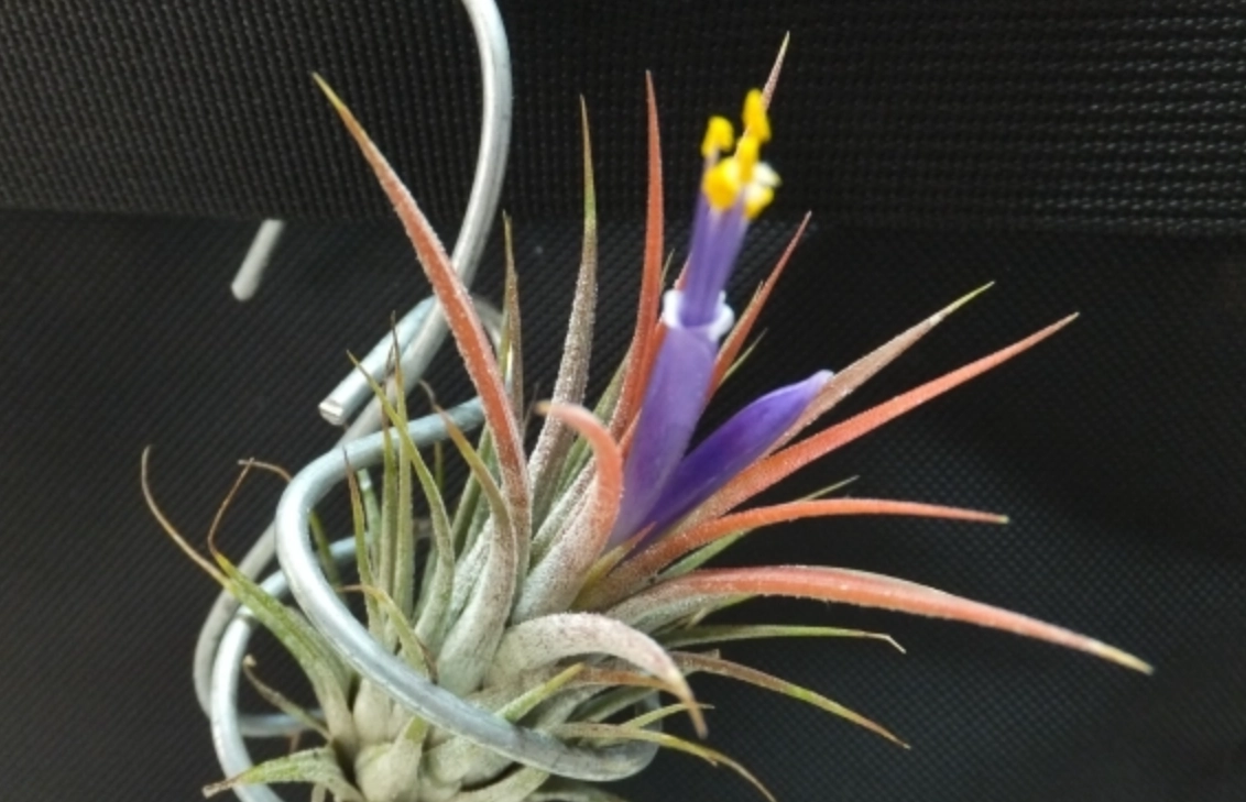 空氣鳳梨開花 空氣鳳梨開花