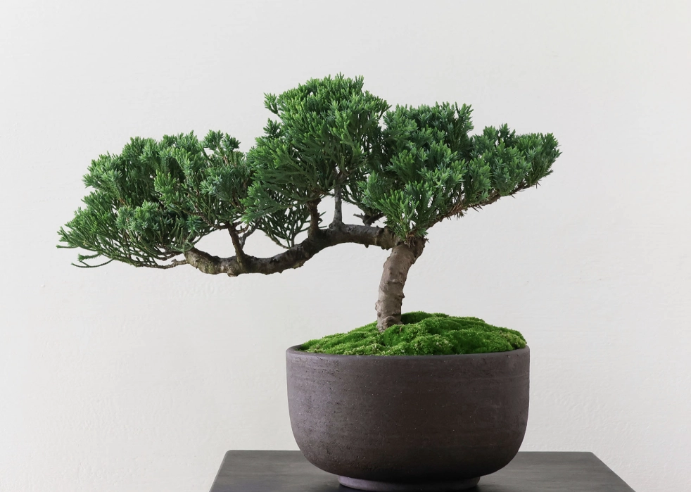 真柏 澆水 真柏 澆水