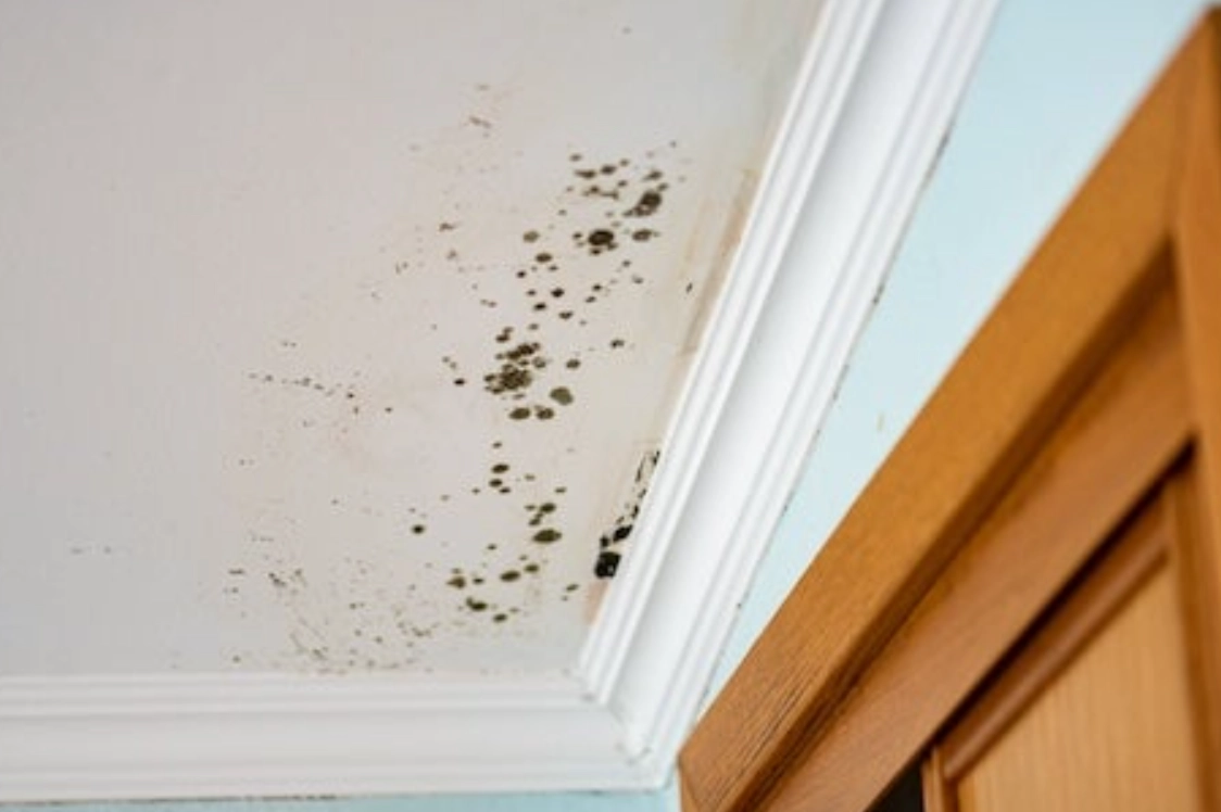 天花板發霉油漆