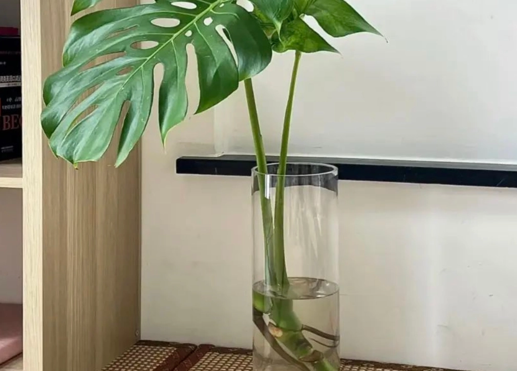 龜背芋分株方法