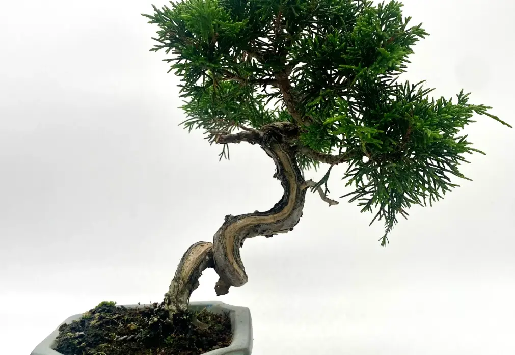 真柏 澆水 真柏 澆水