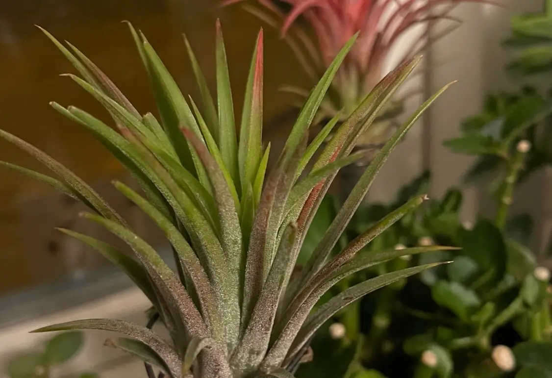 空氣鳳梨 枯葉 處理 空氣鳳梨 枯葉 處理