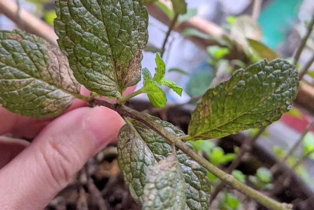 薄荷葉子乾枯怎麼辦？完整診斷與急救步驟大公開