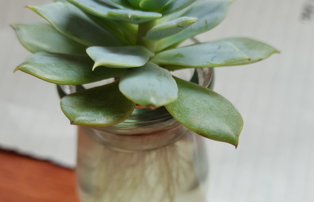 多肉水培 多肉水培