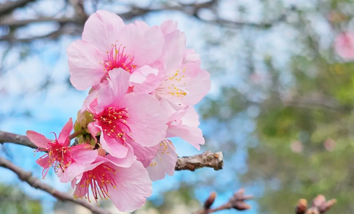 春天的花有哪些