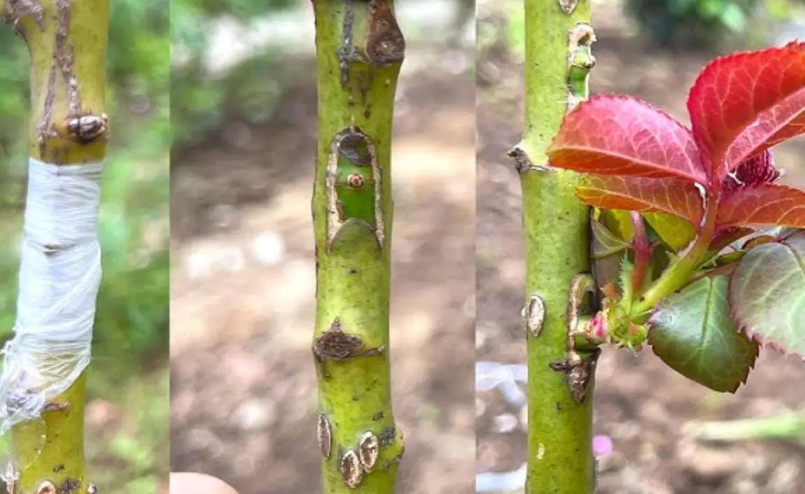 嫁接成功率提升