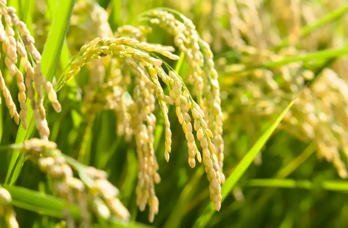 水稻種植時間 水稻種植時間