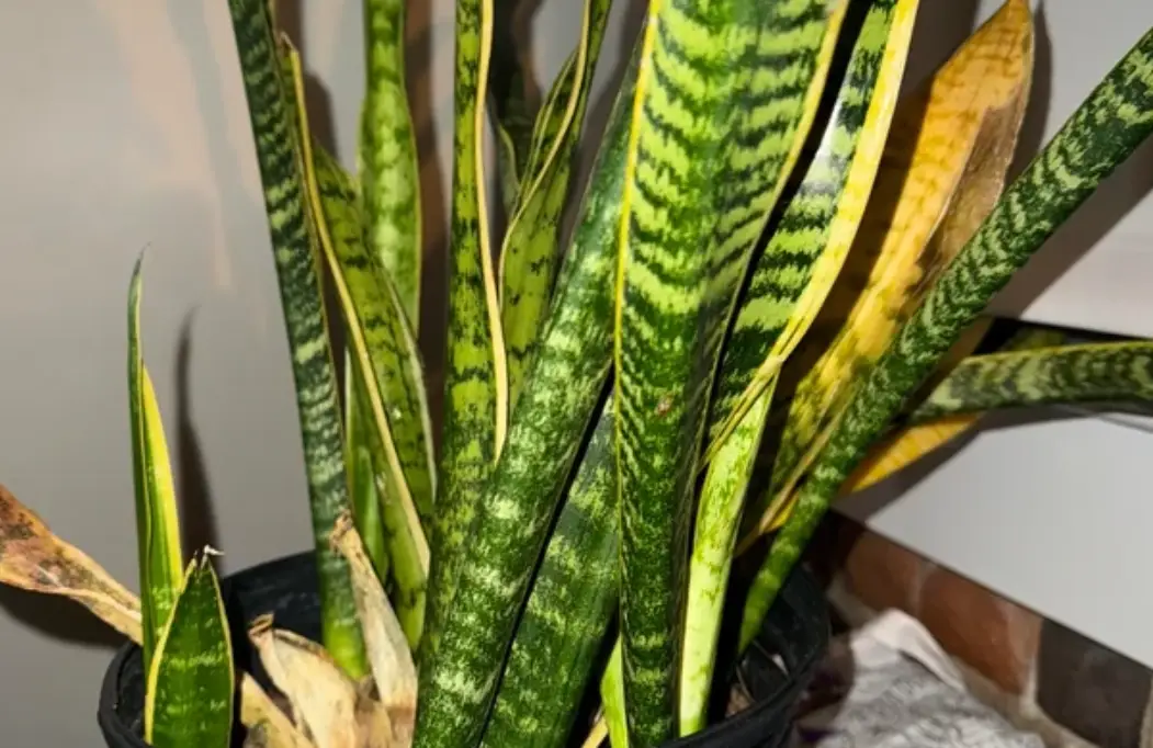 虎尾蘭 葉子 焦黃